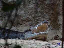 Tiergarten Schönbrunn am 11.April 2024